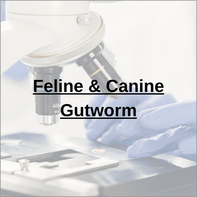 Feline & Canine Gutworm